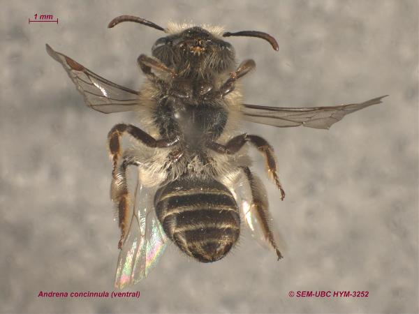 Photo of Andrena concinnula by Spencer Entomological Museum